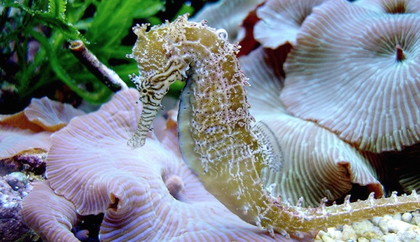Seahorses of the Florida Panhandle