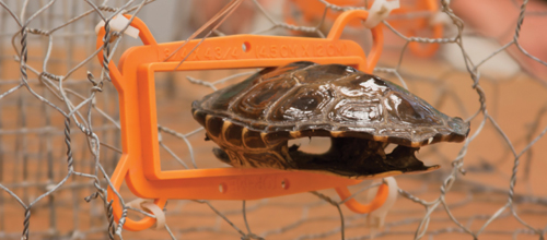 FWC’s New Ruling for Recreational Crab Traps