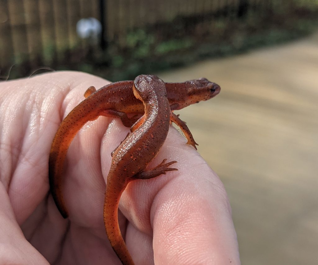 Red newts on hand
