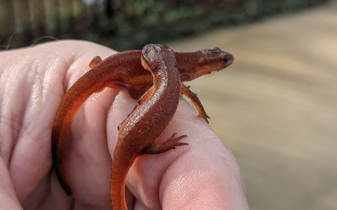 Life Stages of the Eastern Newt