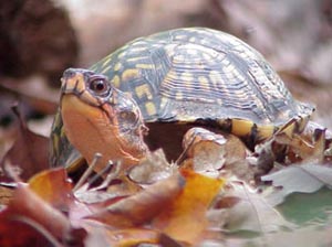 Box Turtle Reproduction, Home Range and Lifespan