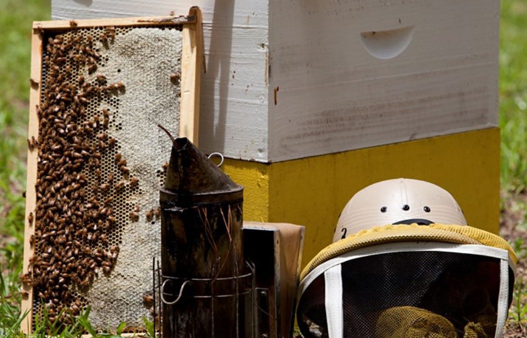 Buzz-worthy Gifts & Useful Tools for Backyard Beekeepers