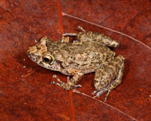 Six Rivers CISMA EDRR Invasive Species of the Month – Greenhouse Treefrog