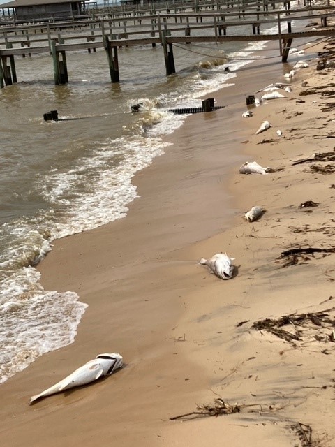 The Recent Fish Kill Near Pensacola Was Due to Stratification… Say What?