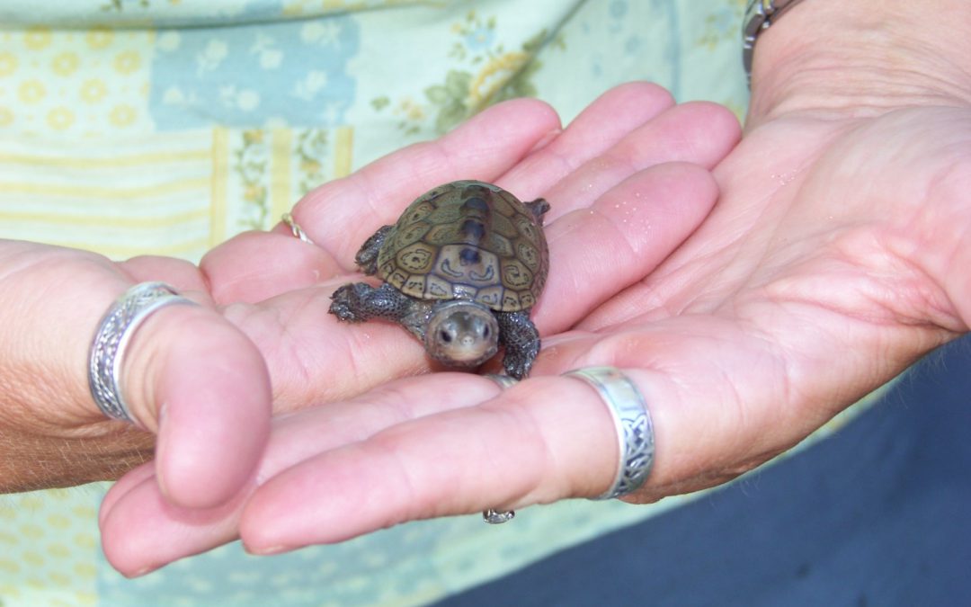 Panhandle Terrapin Project 2025 Report