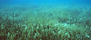 Seagrass Situation