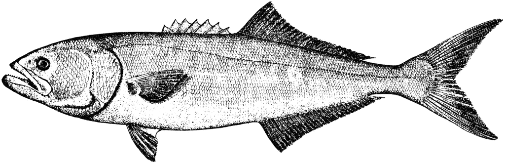 Bluefish of the Florida Panhandle