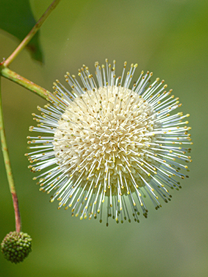 Buttonbush:  A Pollinator’s Favorite