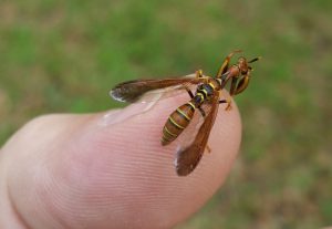 image showing a wasp mimic that is actually a praying mantis