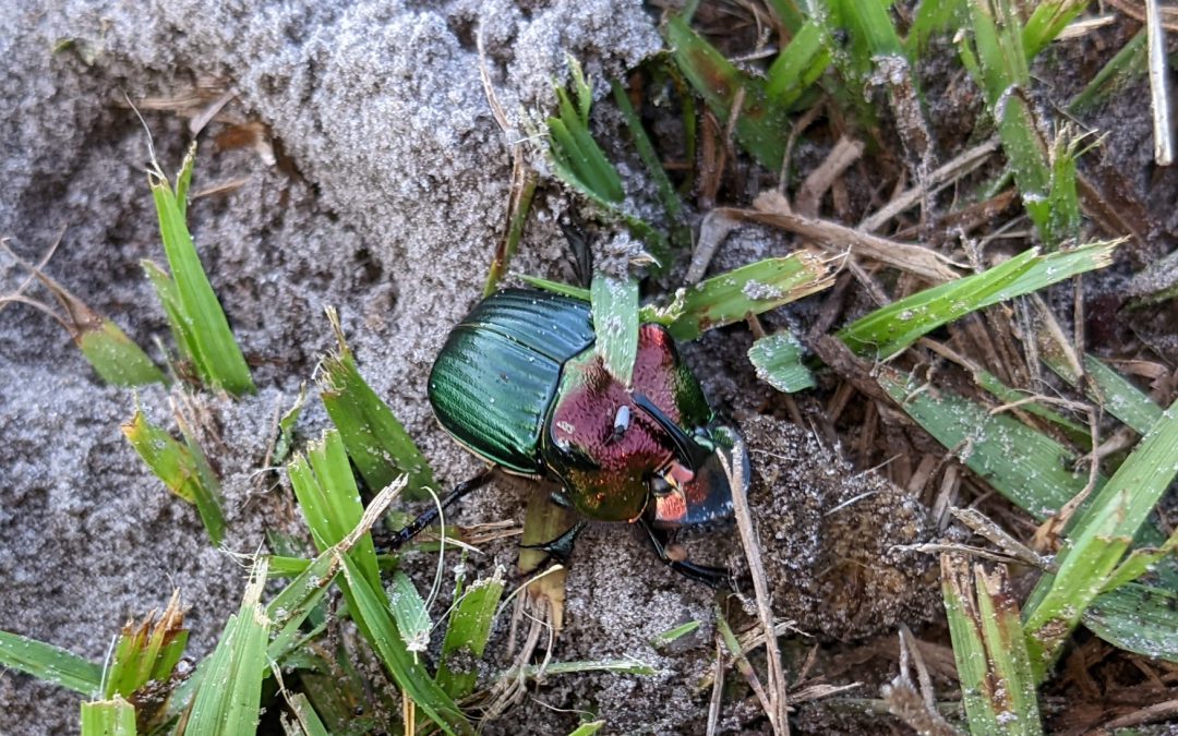 Dirty Jobs Abound in the Natural World