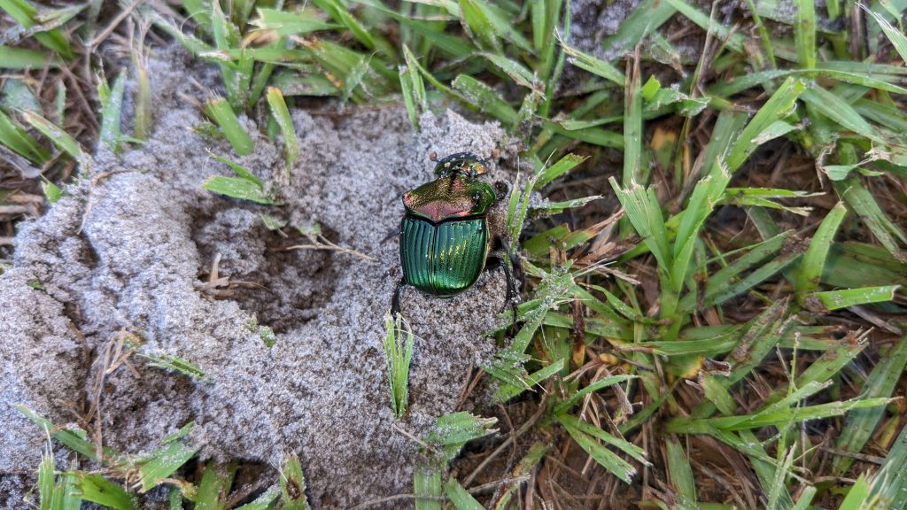 Dung beetle near burrow entrance