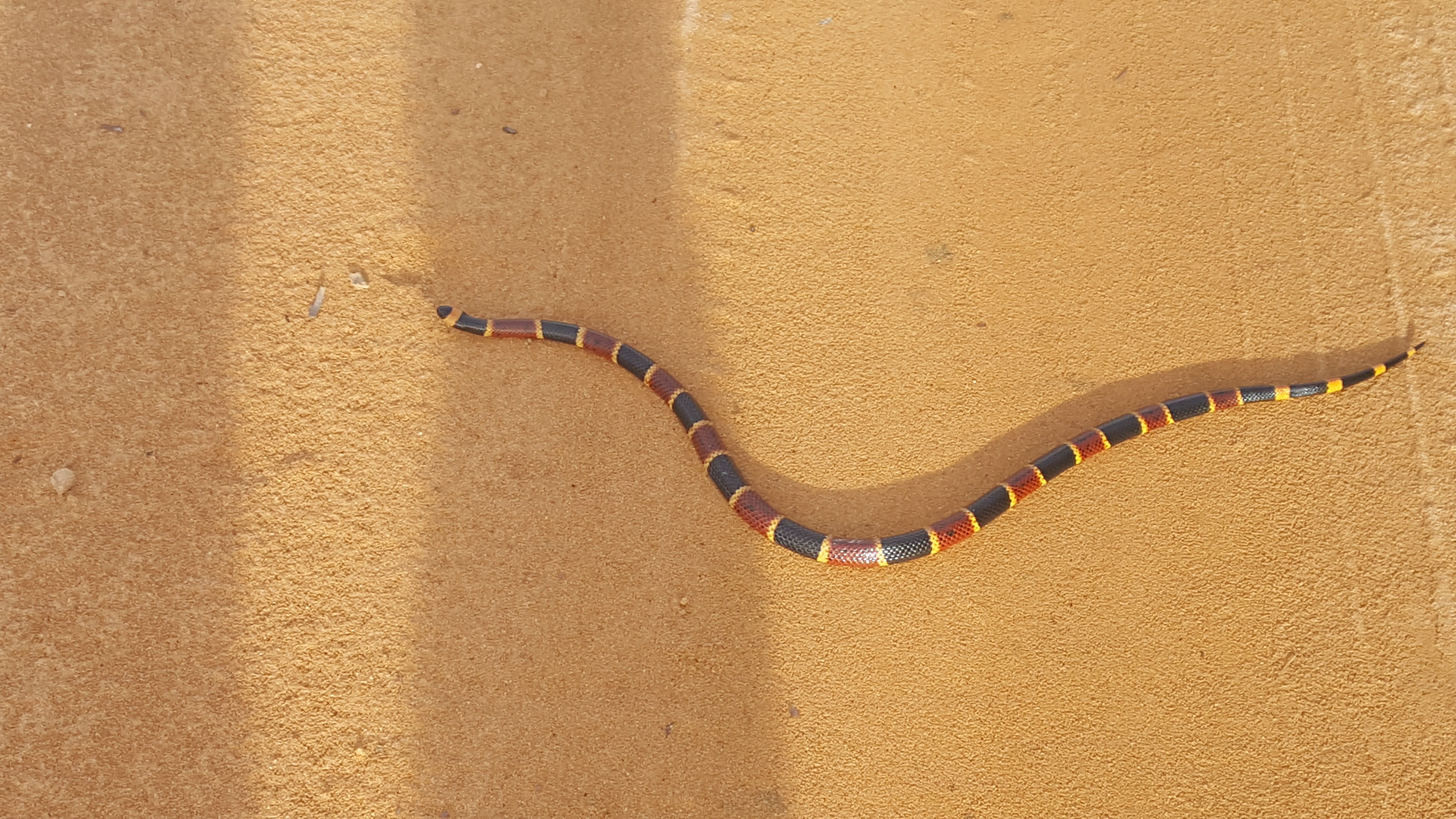 coral snake mouth