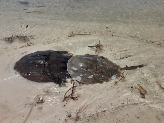 The Pensacola Bay Horseshoe Crab Hunt 2022