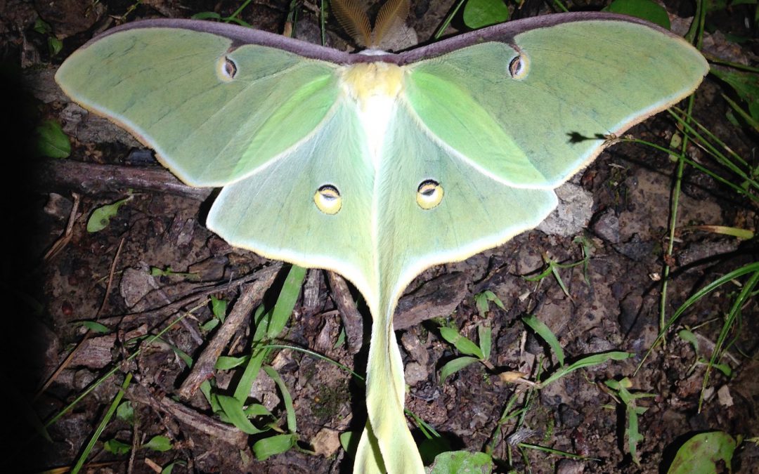 Our Native Saturniid Moths