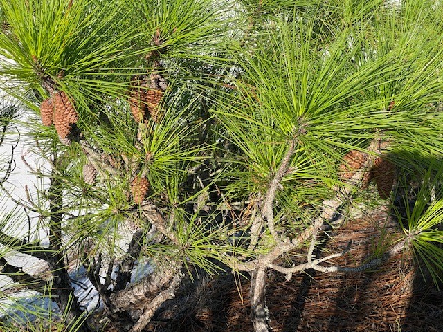 Planting Trees this Florida Arbor Day? Get them in the ground right!