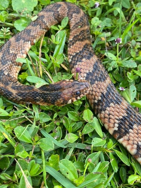 Snakes In The Fall: How to Handle a Snake Encounter - Alabama Cooperative  Extension System