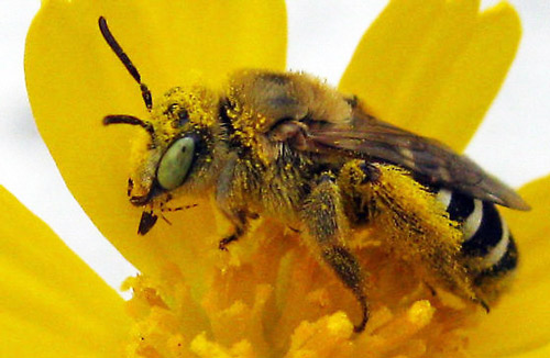 Weekly “What is it?”: Coastal Plain Honeycombhead & Gulf Coast solitary bee