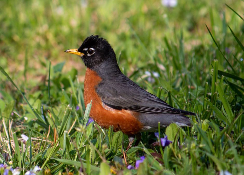 The American Robin