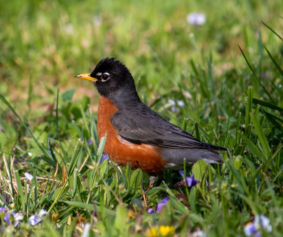 American Robin  Outdoor Alabama