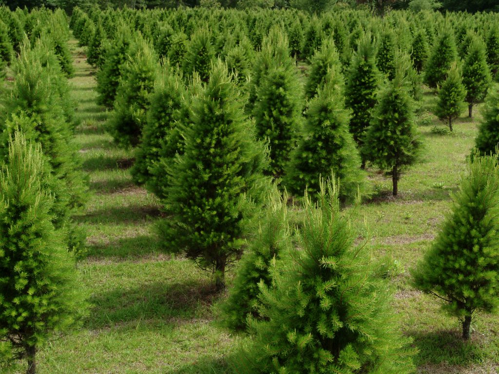 This Holiday Season Enjoy a Fresh Florida Grown Christmas Tree ...