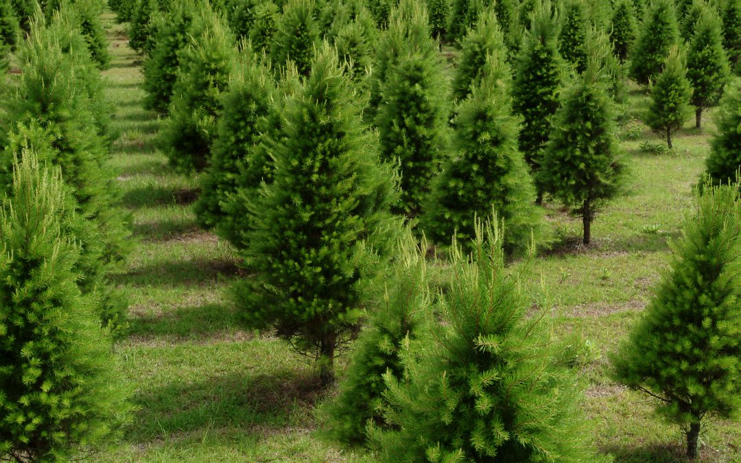 This Holiday Season Enjoy a Fresh Florida Grown Christmas Tree