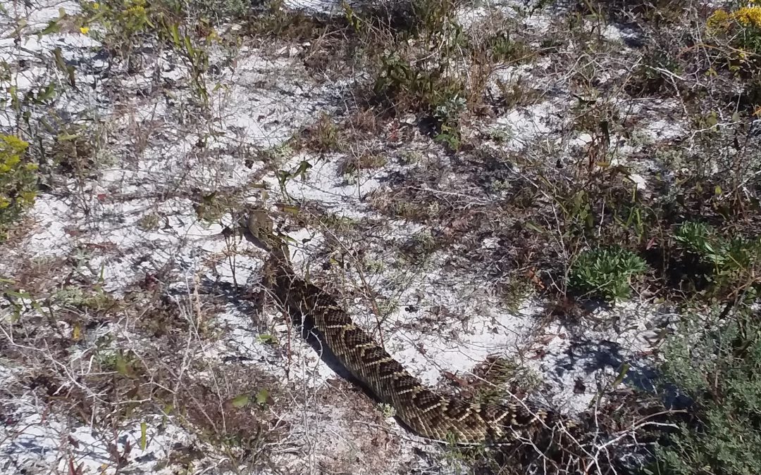 Rattlesnakes on Our Barrier Islands; Part 3 – Envenomation