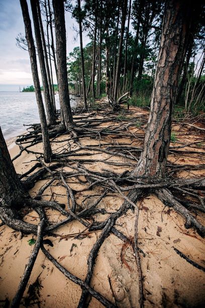 Ghost Forests