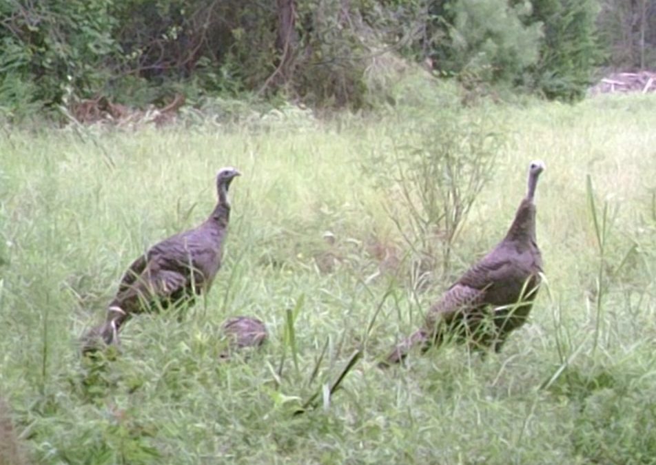 Turkeys in the Sunshine State