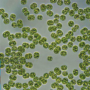 Cyanobacteria FAU | Panhandle Outdoors