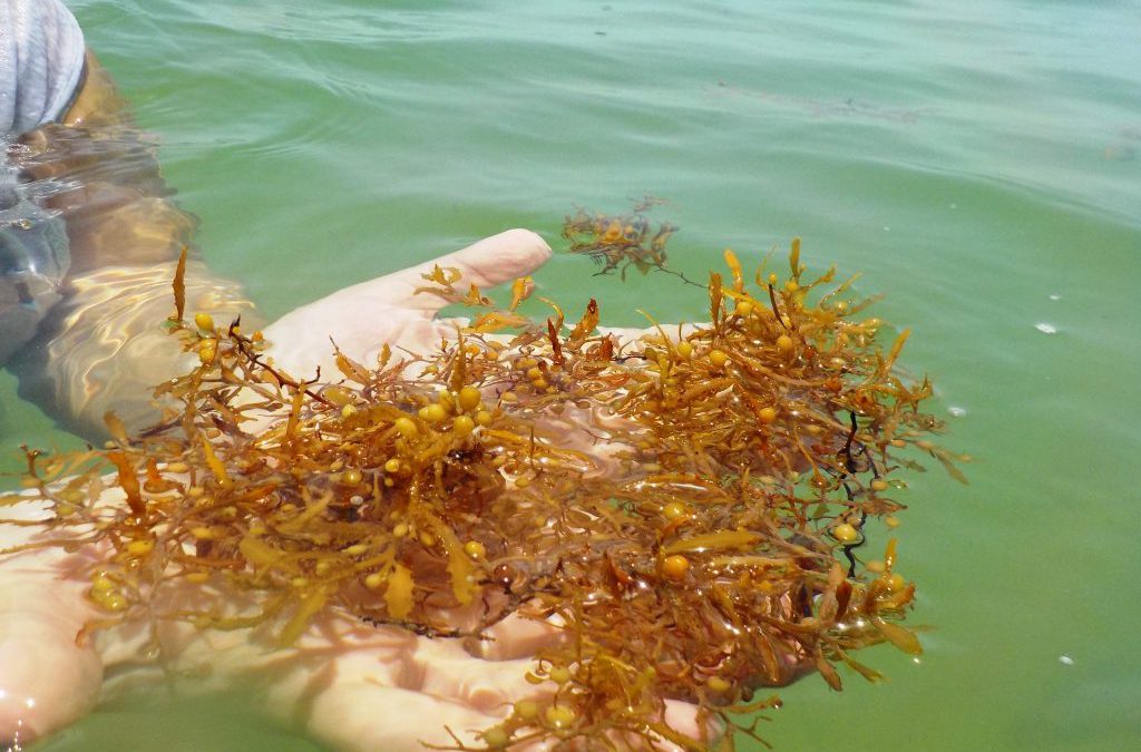 A Large Mass of Seaweed is Heading to Florida; Will It Impact the Florida Panhandle?
