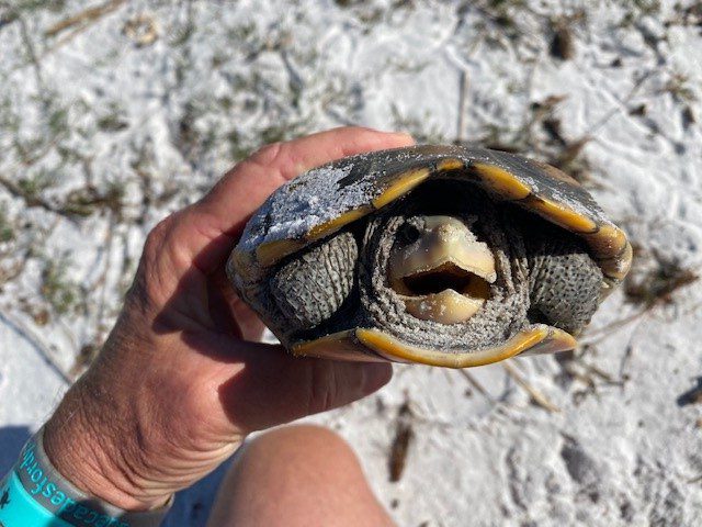 Herping Florida; The Elusive Mangrove Diamondback Terrapin 