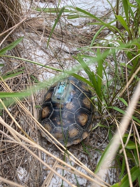 Keep crabs in and terrapins out, FWC rule for recreational crab traps goes  into effect March 1 - Walton Outdoors