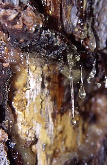 Sap flowing from pine tree