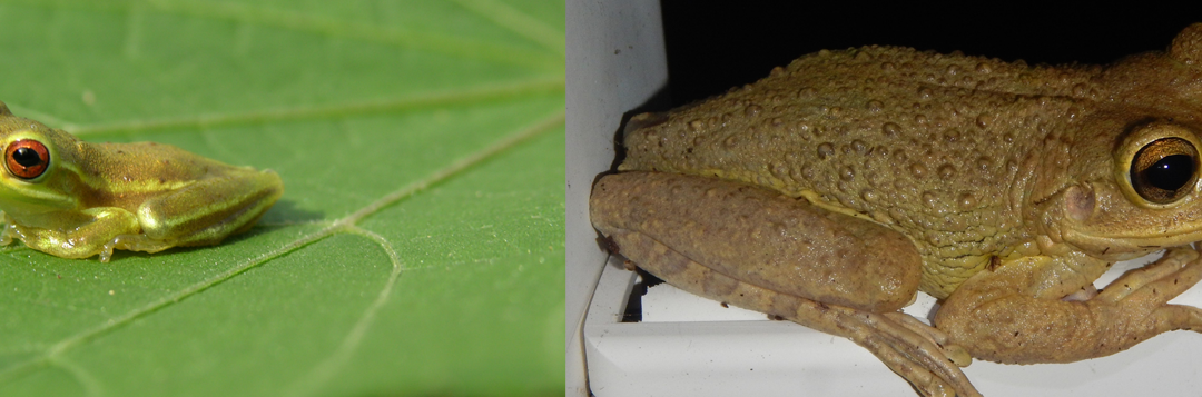 Join Our Workshop to Manage the Invasion of Cuban Treefrogs!