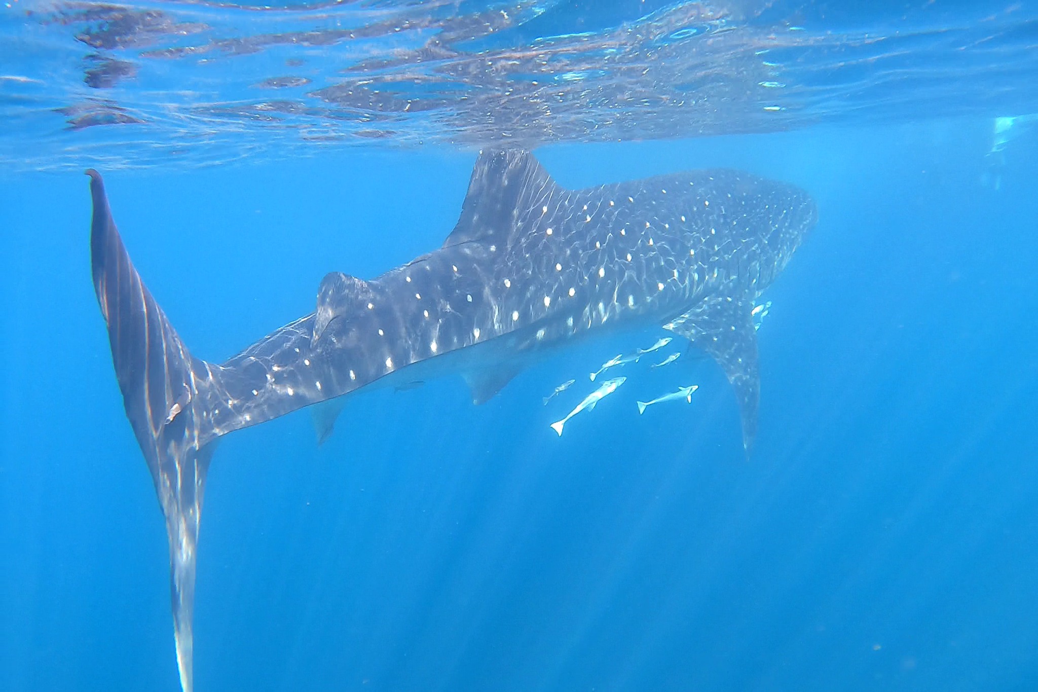 Giant Shark Takes Whale's 'Whole Head Off' in 'Lightning' Attack