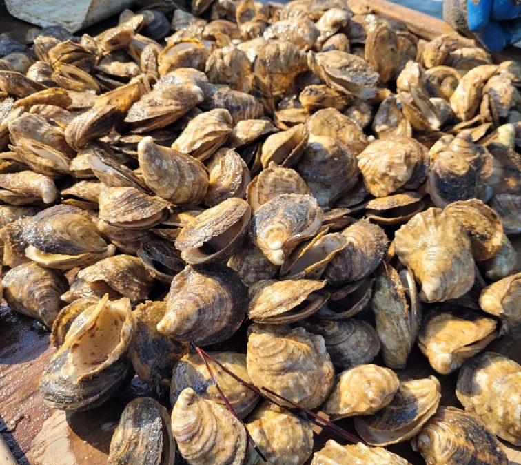 It’s Been a Cruel Summer, Especially for Southern Oyster Farmers