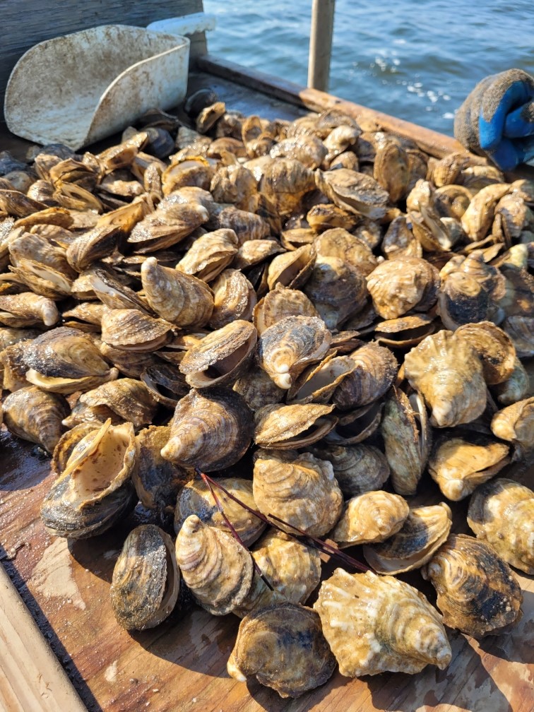 New oyster farmers help highlight National Seafood Month