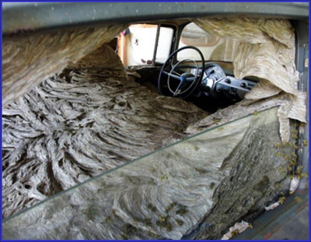 a large yellow jacket nest in an abandoned car