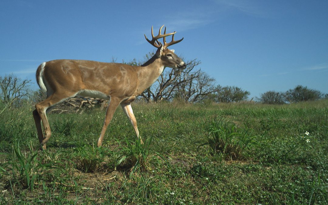 A New Camera Trap Monitoring Program for Private Landowners