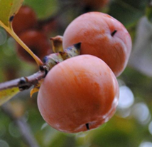 Native fruit trees- The Common Persimmon