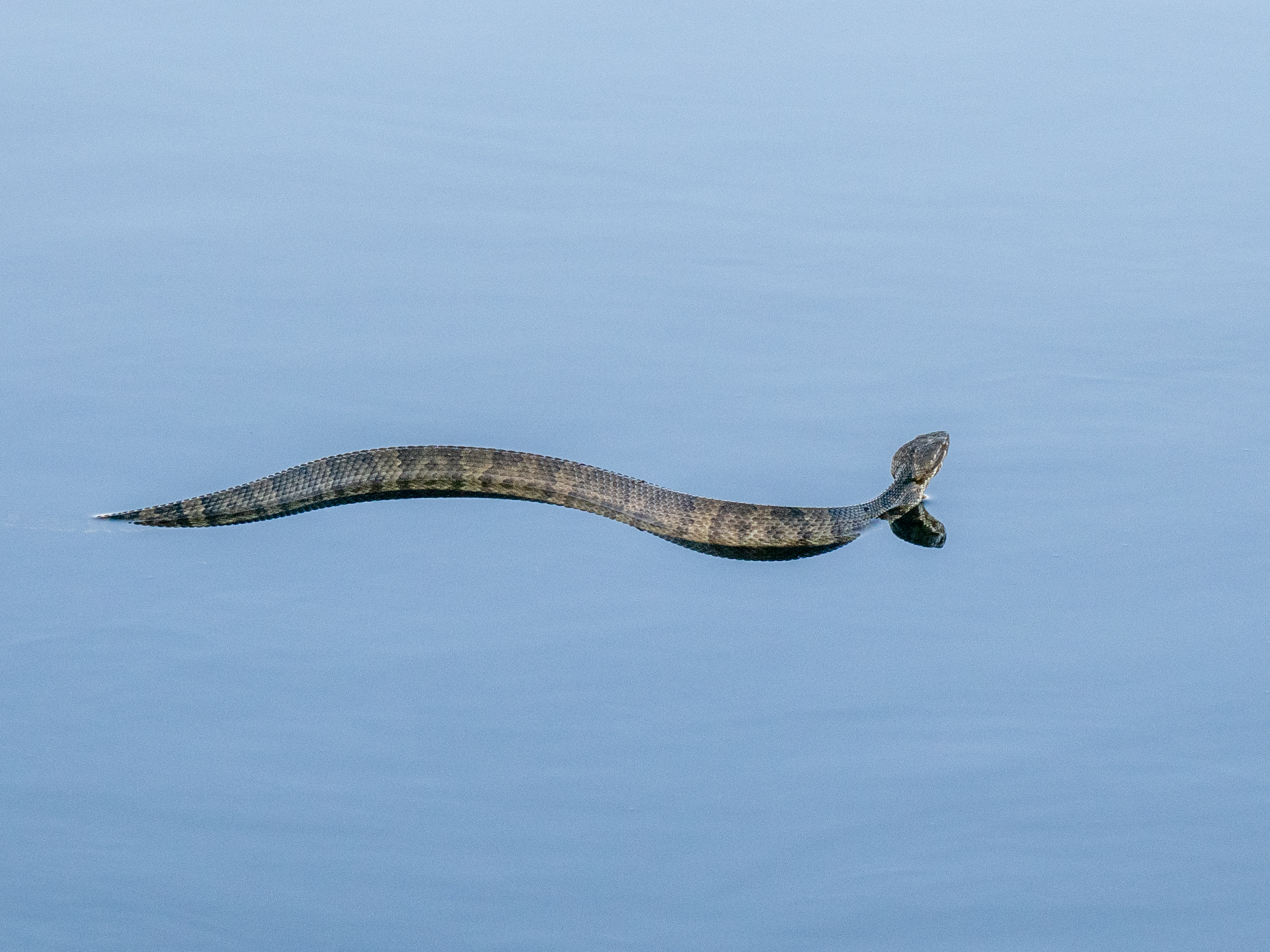 How to Kill a Snake When You're a Snake - The Atlantic