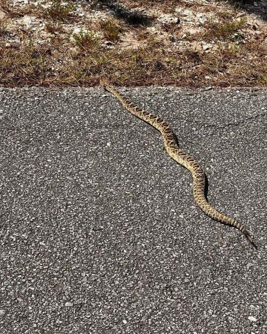 Rattlesnakes on Our Barrier Islands; Part 2 – Prey Selection