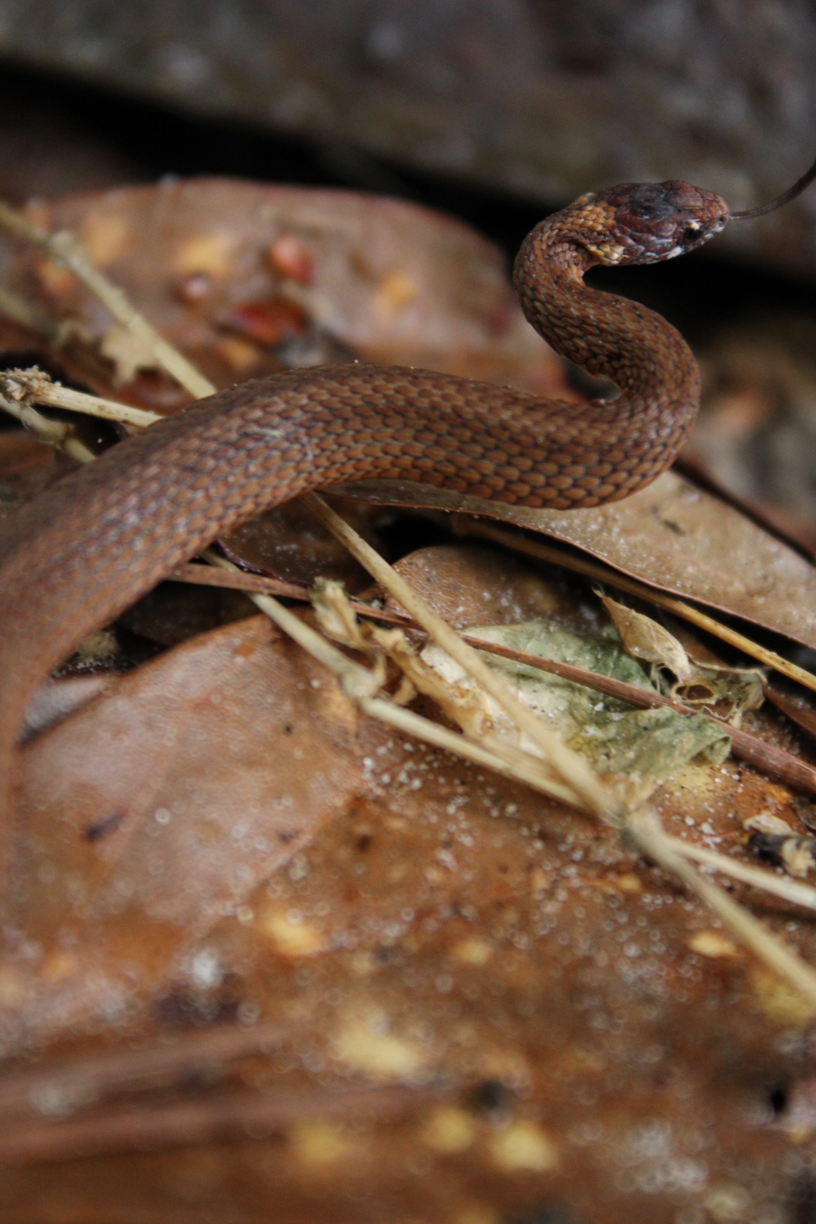 Alabama: Eastern indigo snake found in the state for just the second time  in 60 years