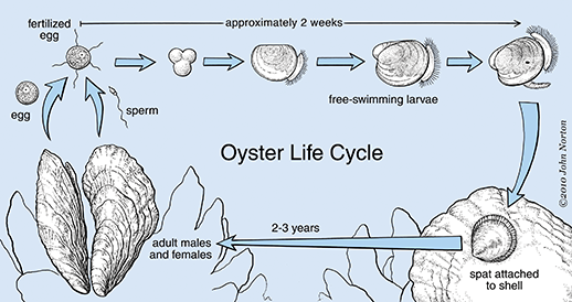 Oyster Life Cycle