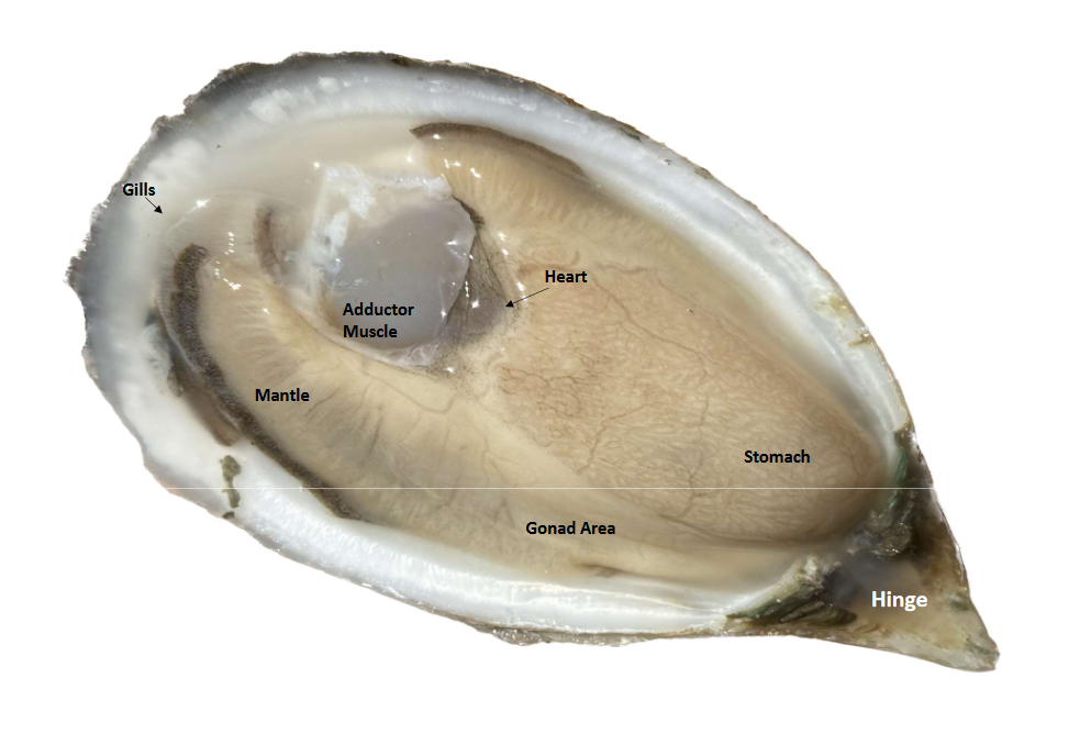 Anatomy of an oyster