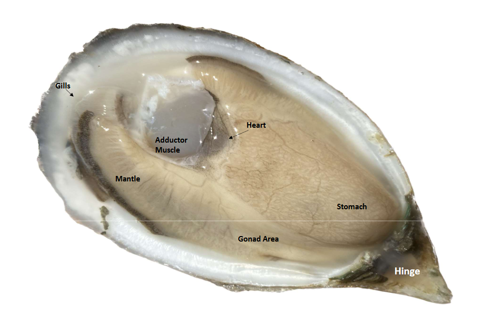 Between The Hinge, What is an Oyster? | Panhandle Outdoors