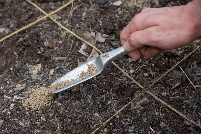 "A hand and a spade being used to spread fertilizer in a garden" UF/IFAS Photo by Tyler Jones