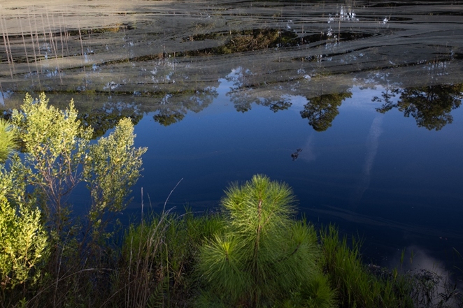 "Lake Mize" UF/IFAS Photo by Tyler Jones