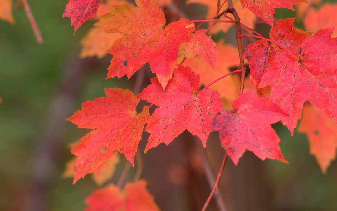 The Last of Fall Foliage is Still Available in the Panhandle