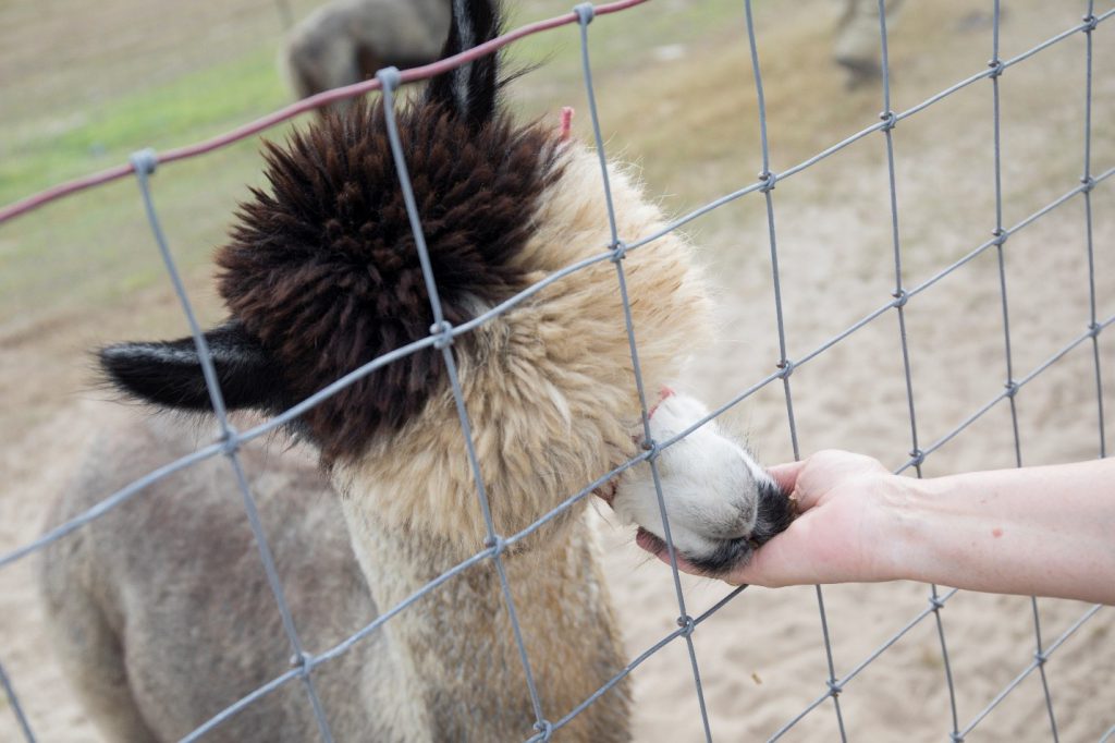 Farm raised alpacas. Photo taken 11-9-17. UF/IFAS Photo by Tyler Jones
